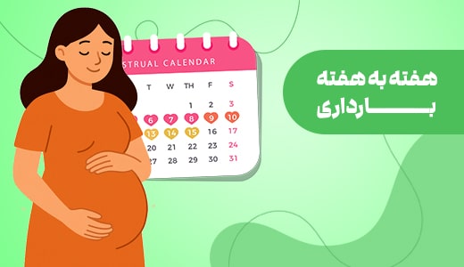 هفته به هفته بارداری