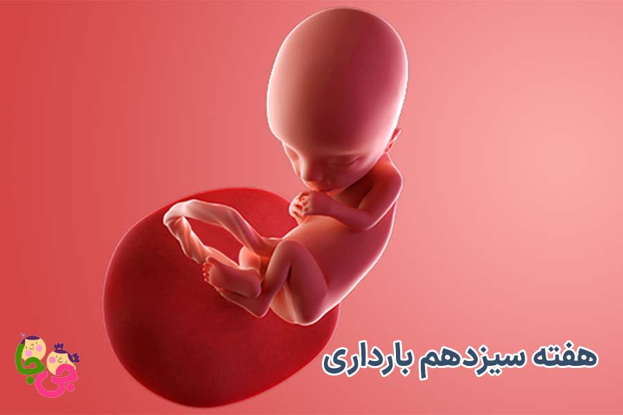 هفته سیزدهم بارداری