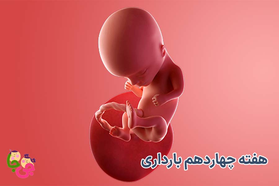 هفته چهاردهم بارداری