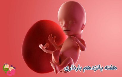 هفته پانزدهم بارداری