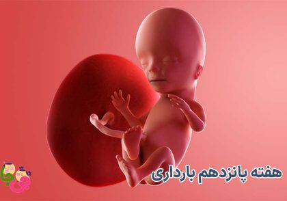 هفته پانزدهم بارداری
