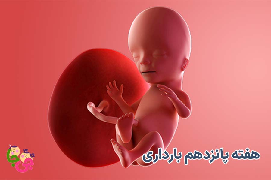 هفته پانزدهم بارداری