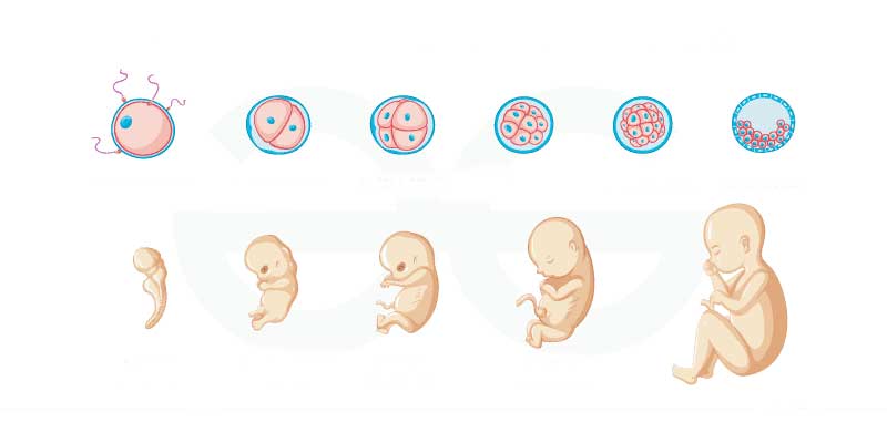 رشد سیستمهای بدن جنین