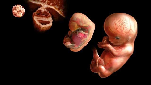 مراحل اصلی رشد جنین
