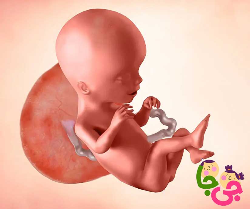 تغییرات جنین در هفته 17 تا 20 بارداری