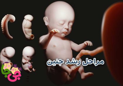 مراحل رشد جنین