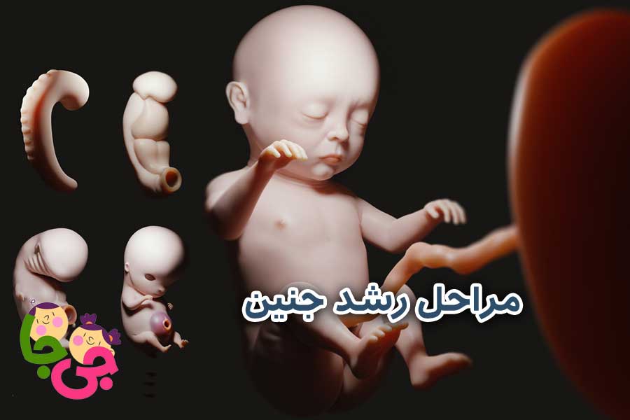 مراحل رشد جنین
