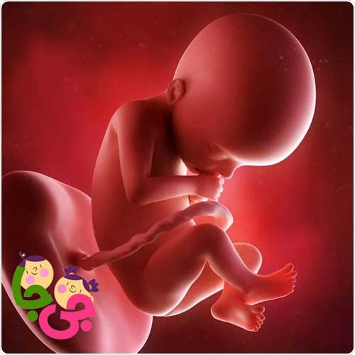 هفته 21 بارداری