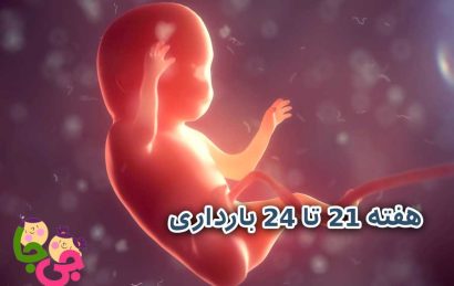 هفته‌ ۲۱ تا ۲۴ بارداری
