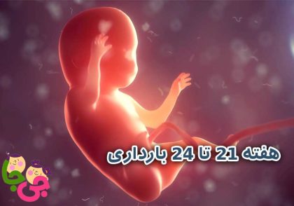 هفته‌ ۲۱ تا ۲۴ بارداری
