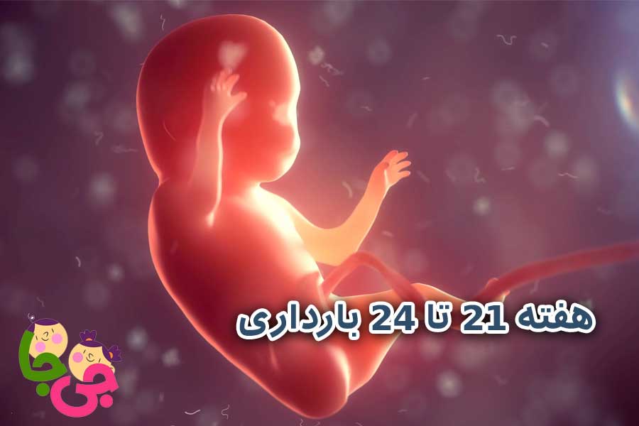 هفته‌ ۲۱ تا ۲۴ بارداری